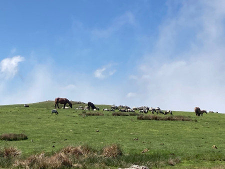  De beaux paysages, des animaux et un week-end réussi en bonne compagnie ! 