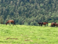 /album/2-juillet-2023-plateau-de-benou-i-site-de-bielle/img-0228-jpeg/